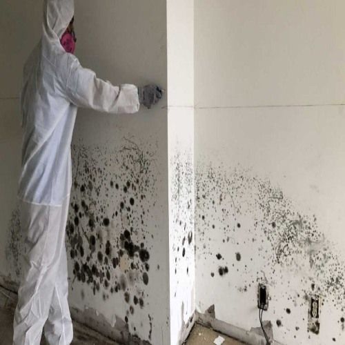 Mold Remediation South Beach FL Results 2